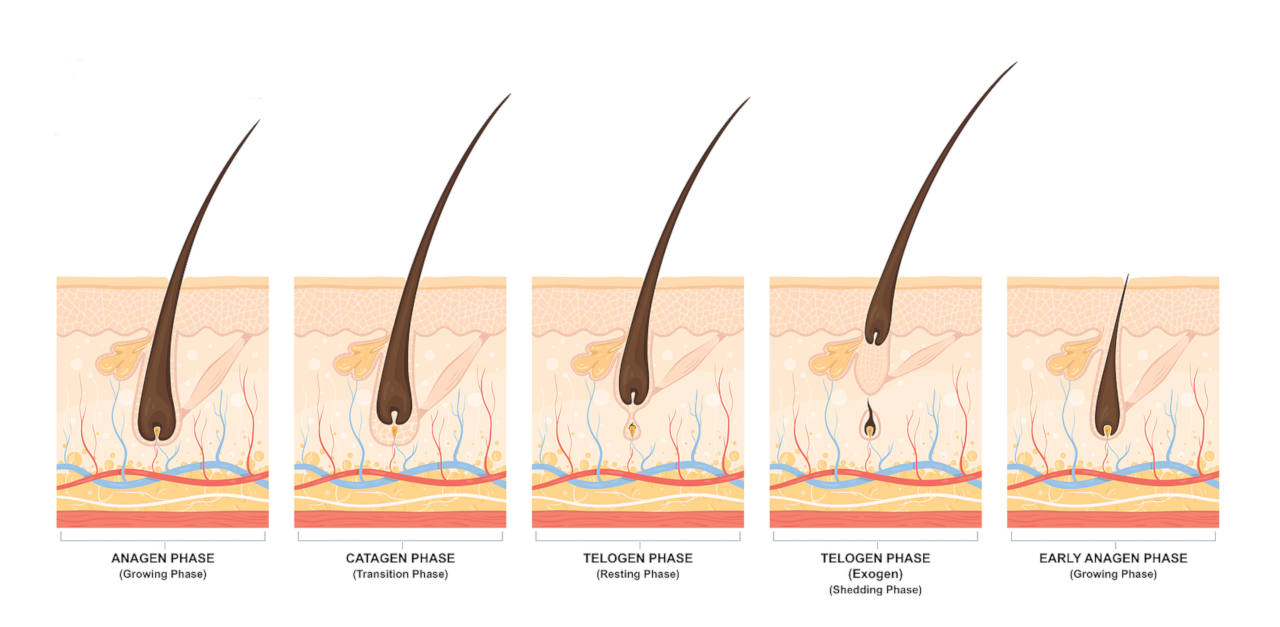 a poor diet deeply affects the hair growth cycle