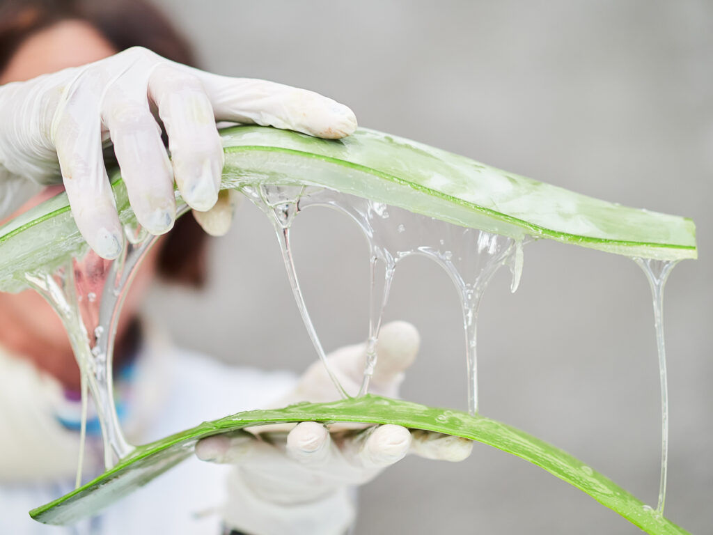 A scientist separates two sides of an aloe vera leaf, displaying the gel within.